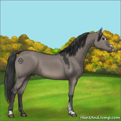 Horse Color:Grullo Sabino Rabicano 