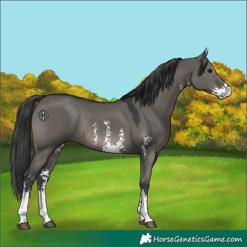 Horse Color:Grullo Sabino Rabicano 