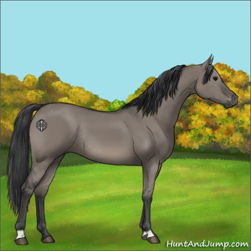 Horse Color:Grullo Rabicano 