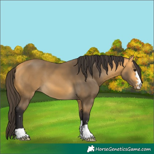 Horse Color:Buckskin 