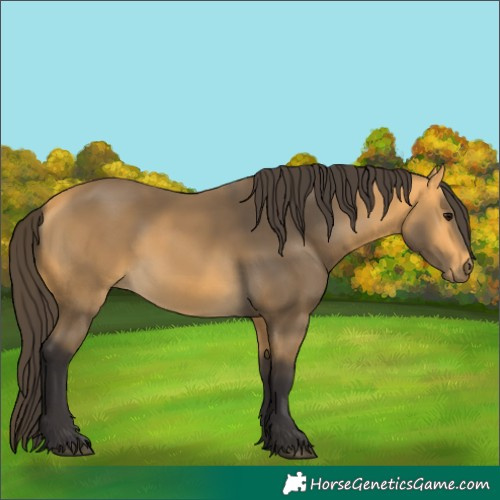 Horse Color:Buckskin 