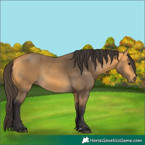 Horse Color:Buckskin 