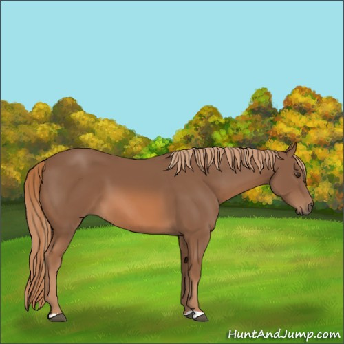 Horse Color:Chestnut 