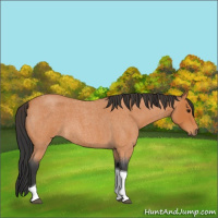 Horse Color:Bay Roan Tobiano 