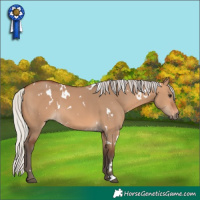 Horse Color:White Spotted Silver Bay Dun