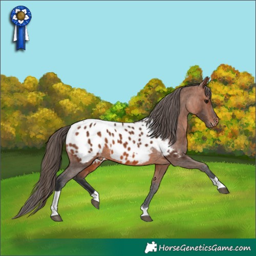 Horse Color:Bay Tobiano Blanket