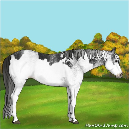 Horse Color:Gray White Spotted Black  and Gray White Spotted Black Appaloosa 