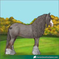 Horse Color:Liver Chestnut Appaloosa 