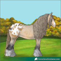 Horse Color:Buckskin Appaloosa Rabicano 