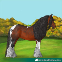 Horse Color:Bay Tobiano 