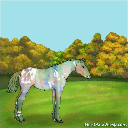 Horse Color:Nacre Watercolor White Spotted Brown Dun Appaloosa Rabicano 