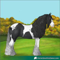Horse Color:Black Splash Tobiano 