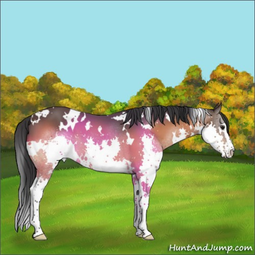Horse Color:White Spotted Brown Sabino Splash 