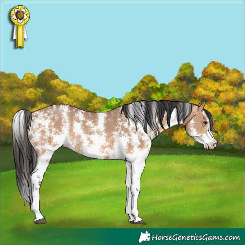 Horse Color:Bay Dun Sabino Rabicano 