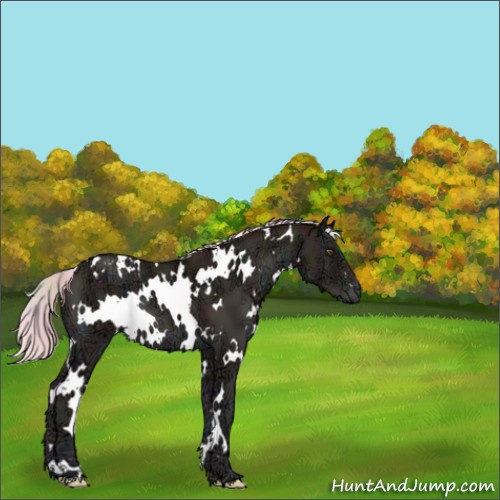 Horse Color:Nacre White Spotted Midnight Silver Amber Champagne Ice Onyx Appaloosa 