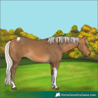 Horse Color:Silver Buckskin Tobiano