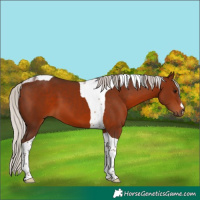 Horse Color:Silver Brown Tobiano 