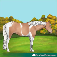 Horse Color:Silver Amber Champagne Tobiano 
