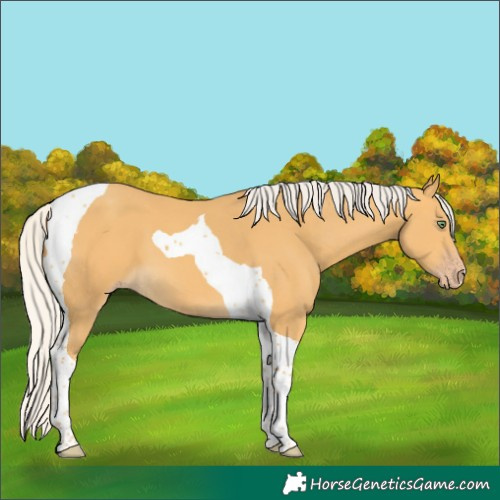 Horse Color:Silver Amber Cream Champagne Tobiano