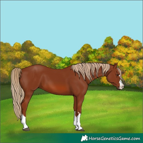 Horse Color:Chestnut 