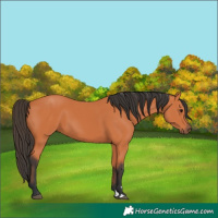 Horse Color:Bay 