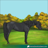 Horse Color:Black 