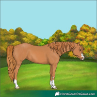 Horse Color:Chestnut 