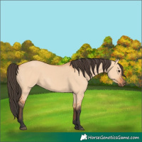 Horse Color:Bay Dun 