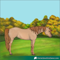 Horse Color:Red Dun 