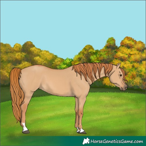 Horse Color:Red Dun