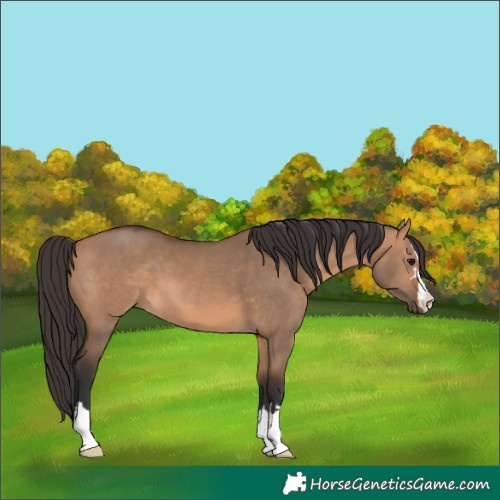 Horse Color:Bay Dun
