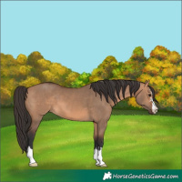 Horse Color:Bay Dun 