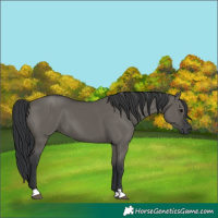 Horse Color:Grullo 