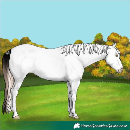Horse Color:White Spotted Gold Champagne