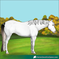Horse Color:White Spotted Gold Champagne