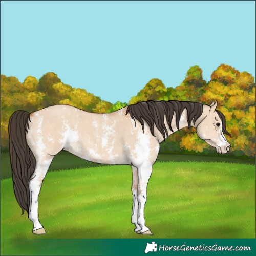 Horse Color:Bay Dun Sabino 