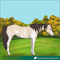 Horse Color:Bay Dun Sabino 