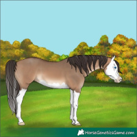 Horse Color:Bay Dun Splash 