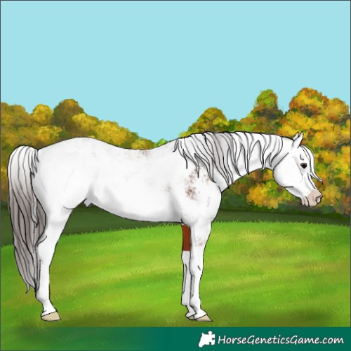 Horse Color:Bay Sabino