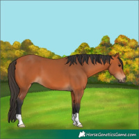 Horse Color:Bay 
