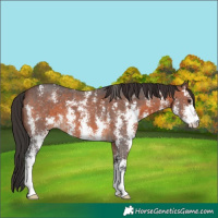 Horse Color:Brown Sabino 