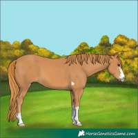 Horse Color:Chestnut 