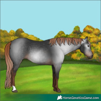 Horse Color:Gray Liver Chestnut 