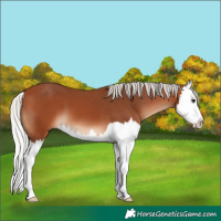 Horse Color:Silver Bay Splash 