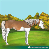 Horse Color:Silver Buckskin Splash 