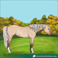 Horse Color:Silver Bay Dun Rabicano 