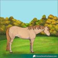 Horse Color:Red Dun 
