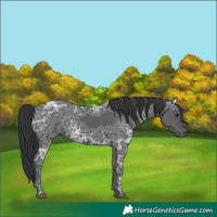 Horse Color:Black Ice 