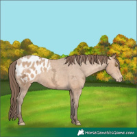 Horse Color:Amber Champagne Ice Appaloosa 
