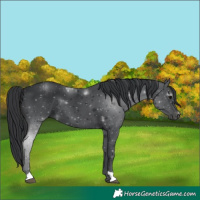 Horse Color:Black 